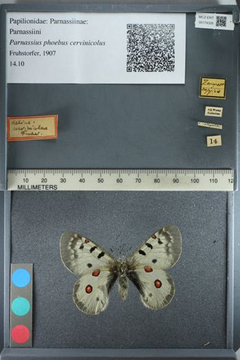Media type: image;   Entomology 174326